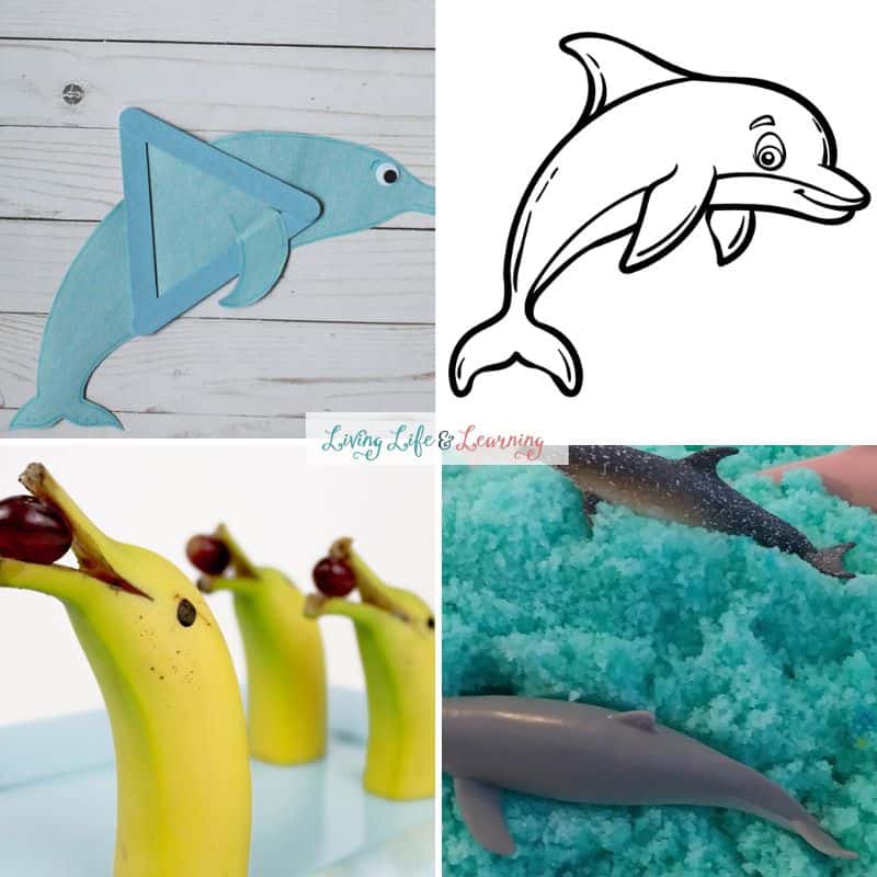 Collage of 4 different Dolphin Activities for Preschoolers