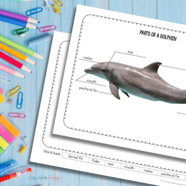 Parts of a Dolphin Diagram