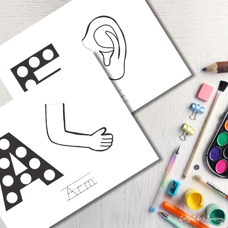 Parts of the body worksheets for kids images