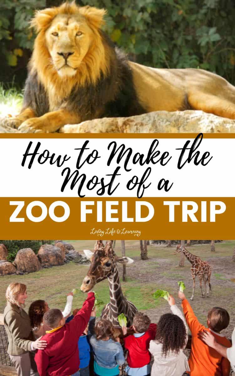 How to Make the Most of a Zoo Field Trip Photo