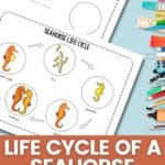 Life Cycle of a Seahorse Worksheet