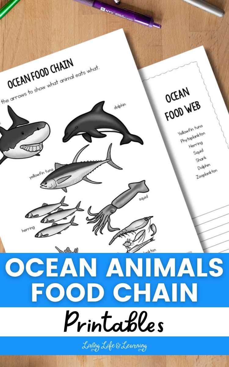 Ocean Animals Food Chain Printables