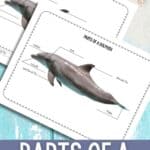 Parts of a Dolphin Diagram