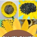 Sunflower Activities for Kindergarten