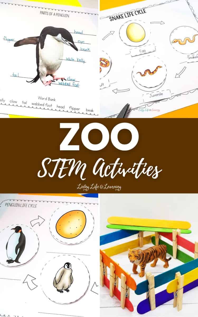 A collage of Zoo STEM Activities