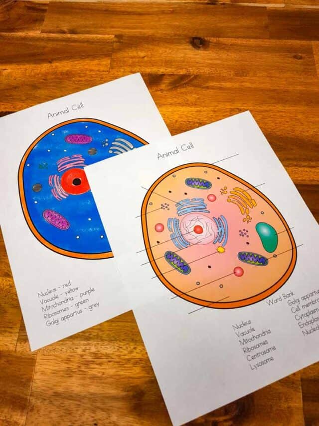 Animal Cell Coloring Worksheet Story - Living Life and Learning
