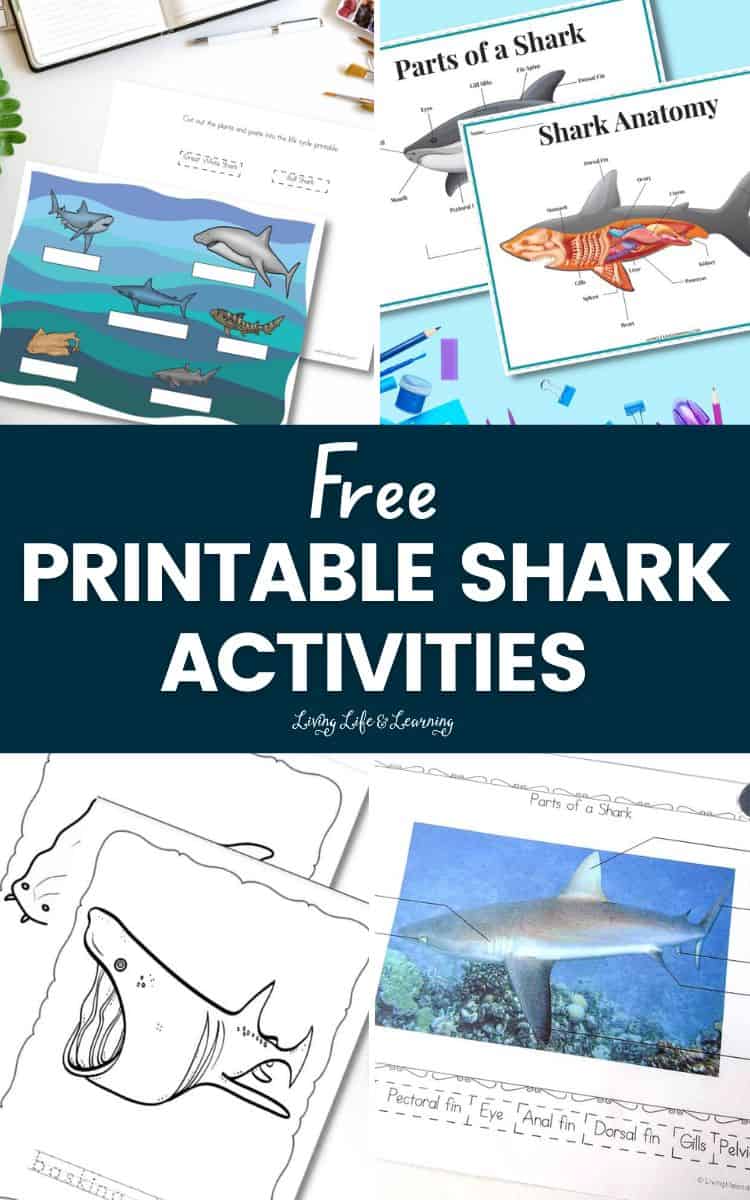 Free Printable Shark Activities