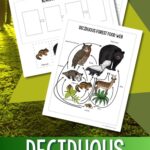 Deciduous Forest Food Web Worksheet