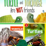 Turtle Books for Kindergarten