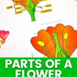 Two Parts of a Flower Worksheets on a table