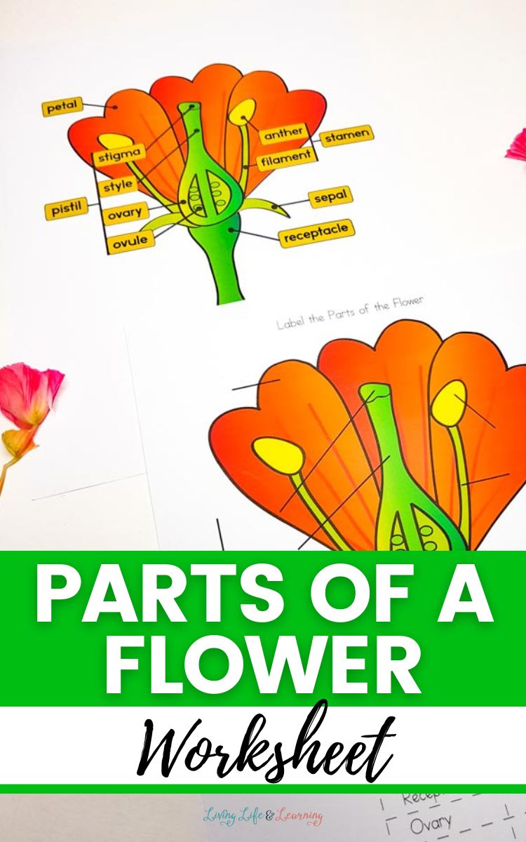 Two Parts of a Flower Worksheets on a table
