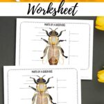 Two Parts of a Queen Bee Worksheets on a table