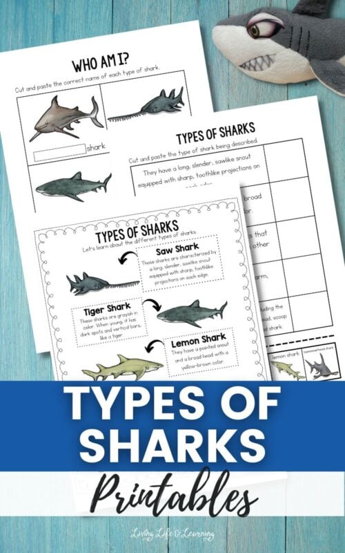 Types of Sharks Printables