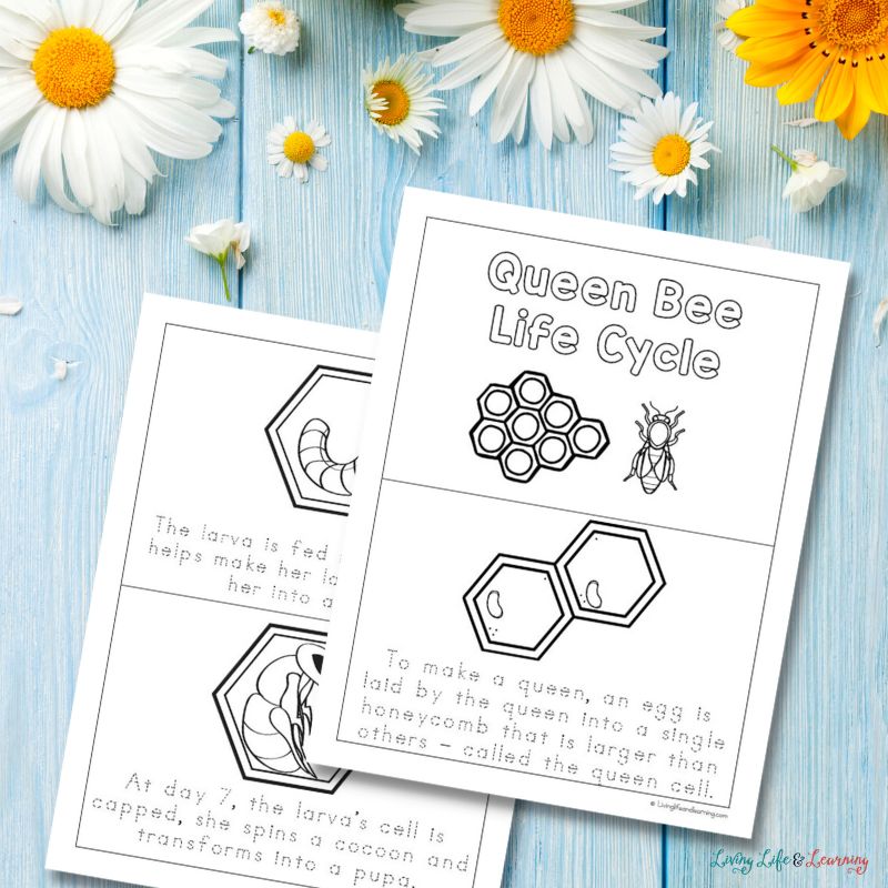 Life Cycle of a Queen Bee Printable Book
