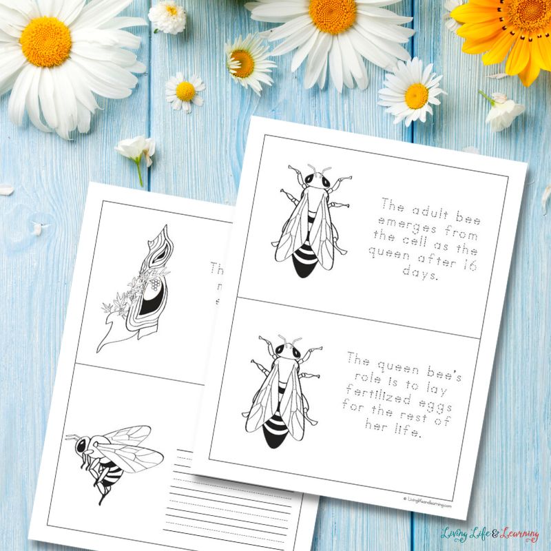 Life Cycle of a Queen Bee Printable Book