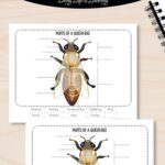 Two Parts of a Queen Bee Worksheets on a table