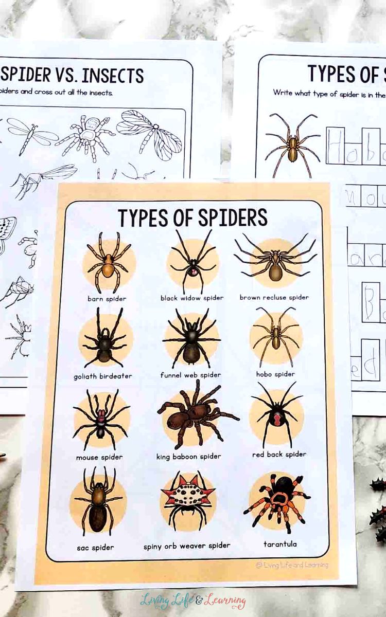 Spider Worksheets for Kindergarten