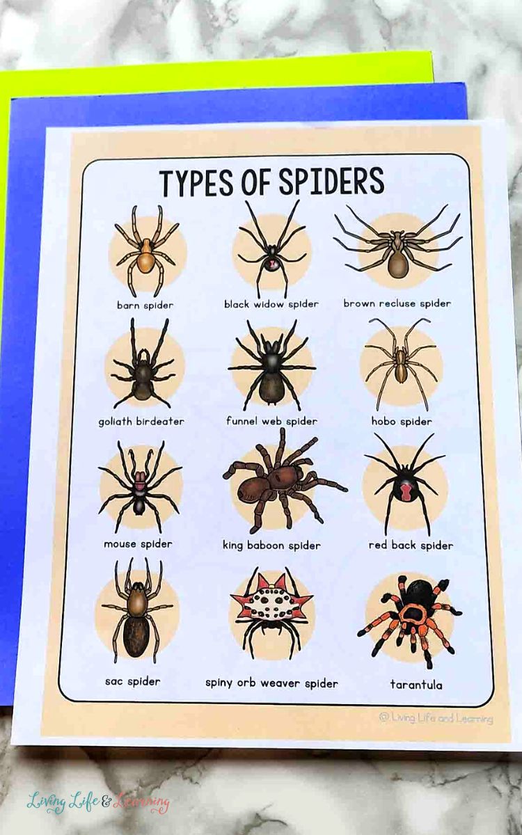 Spider Worksheets for Kindergarten
