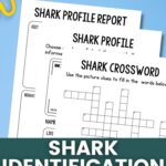 Shark Identification Worksheets