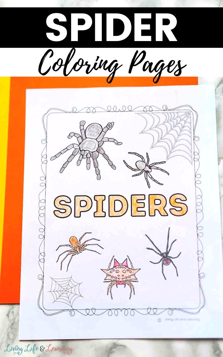 Spider Coloring Page on a table