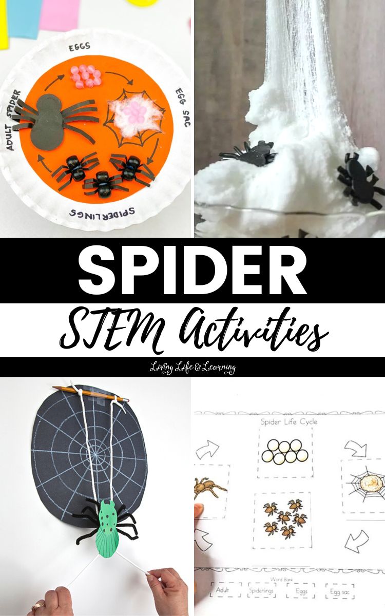 Spider STEM Activities