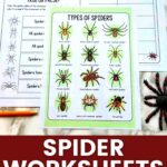 Spider Worksheets for Elementary Students