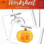 Parts of a Pumpkin Worksheet