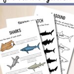 Shark Worksheets for Kindergarten