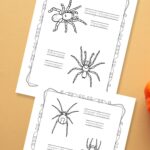 Two Spider Coloring Pages on a table