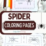 2 images of Spider Coloring Pages