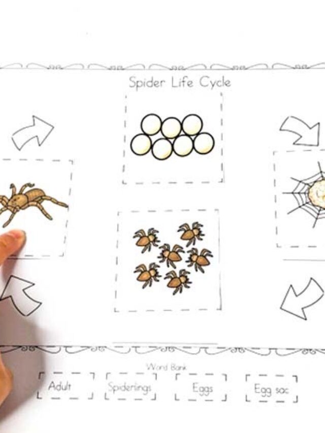 Spider Life Cycle Worksheet Story