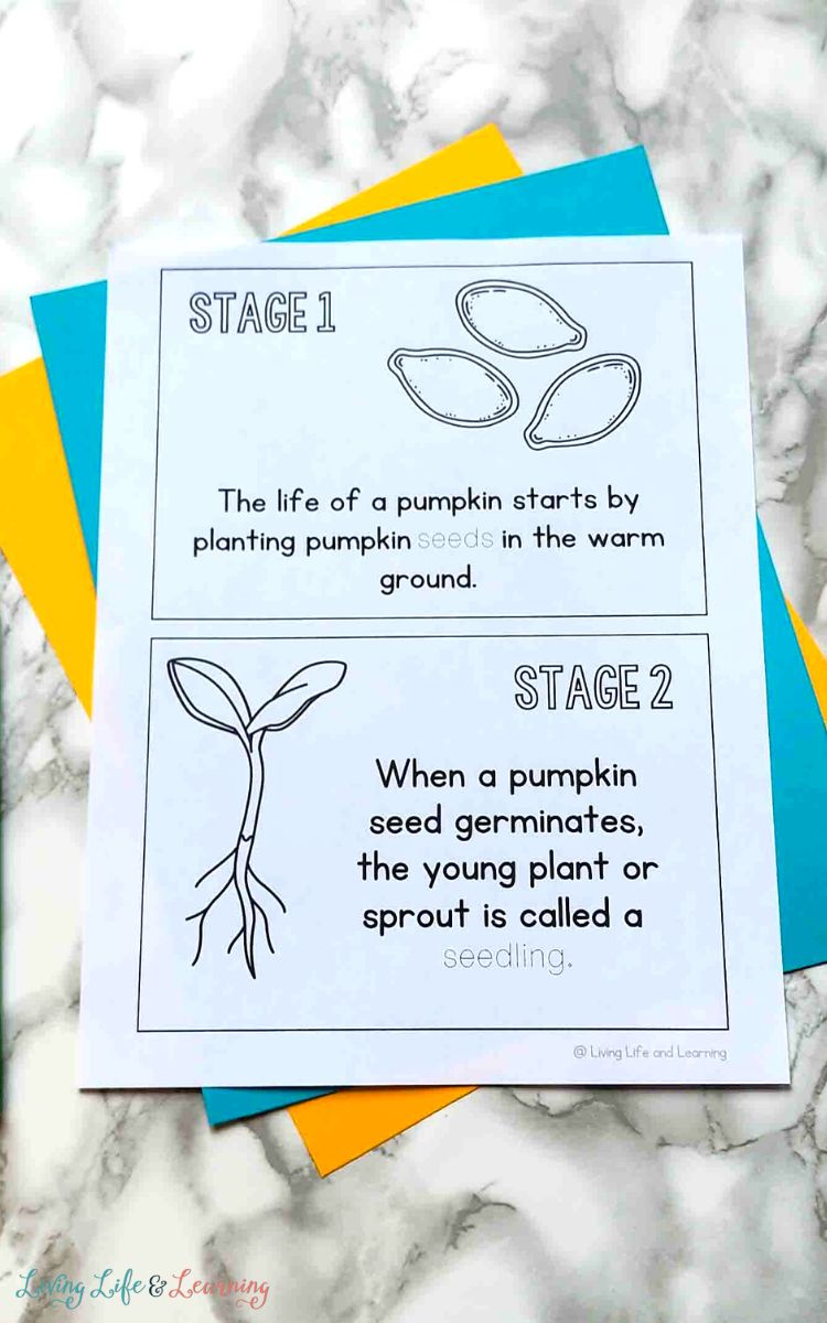 A page of the Life Cycle of a Pumpkin Book on a table