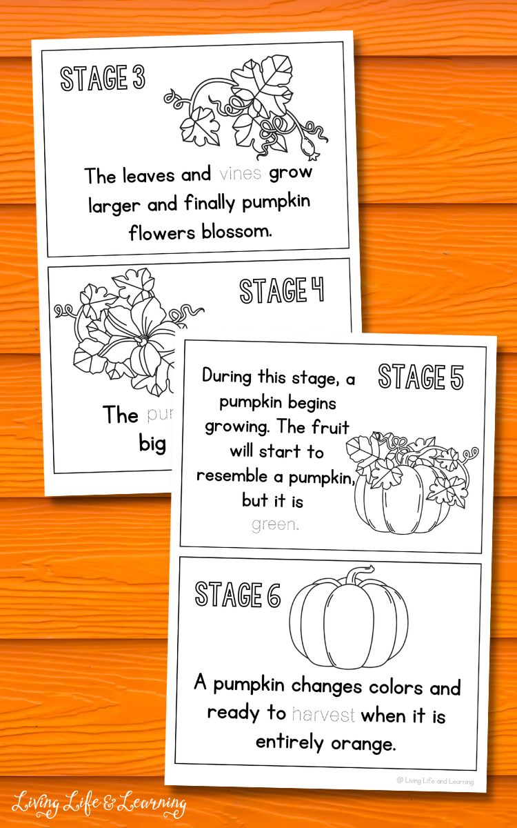 Two pages of the Life Cycle of a Pumpkin Book on a table