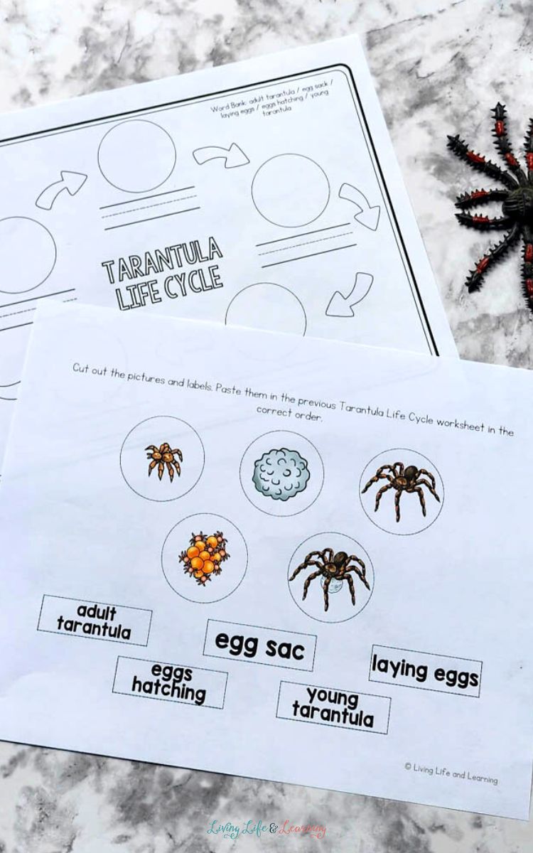 Life Cycle of a Tarantula Worksheet