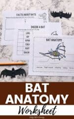 Bat Anatomy Worksheet
