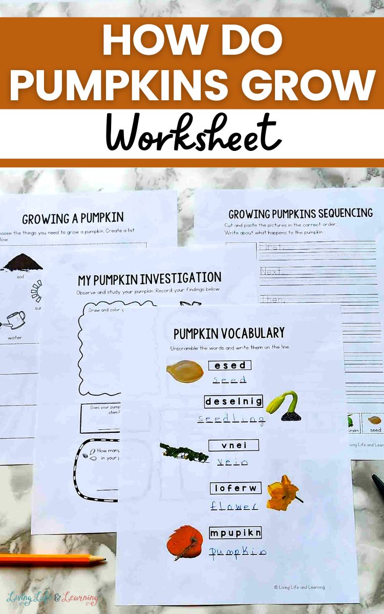 How Do Pumpkins Grow Worksheet