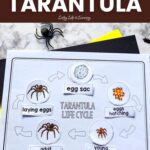 Life Cycle of a Tarantula Worksheet