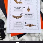 Bat Worksheets for Elementary Students