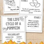 Three pages of the Life Cycle of a Pumpkin Book on a table