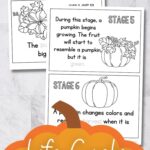 Two pages of the Life Cycle of a Pumpkin Book on a table