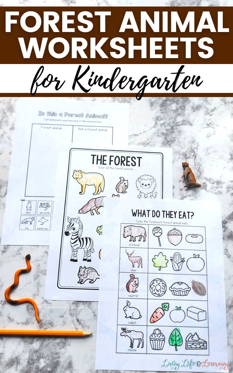 Forest Animal Worksheets for Kindergarten