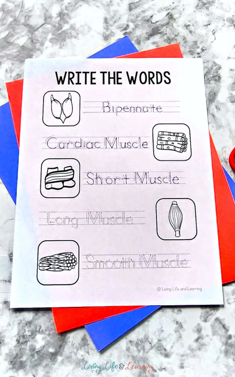 A Muscles Worksheet for Kindergarten on a table