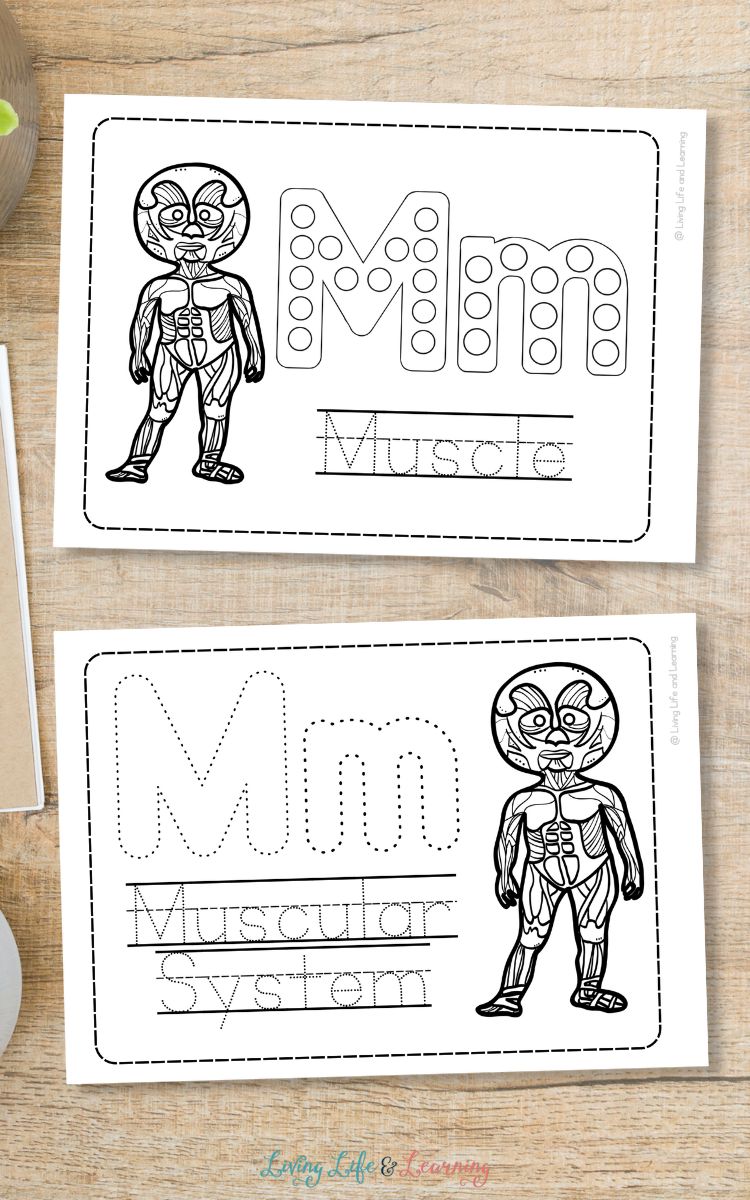 Two Muscles Worksheets for Kindergarten on a table