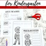 Three Muscles Worksheets for Kindergarten on a table
