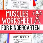 Two images of Muscles Worksheets for Kindergarten on a table