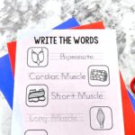 A Muscles Worksheet for Kindergarten on a table