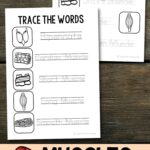 Two Muscles Worksheets for Kindergarten on a table