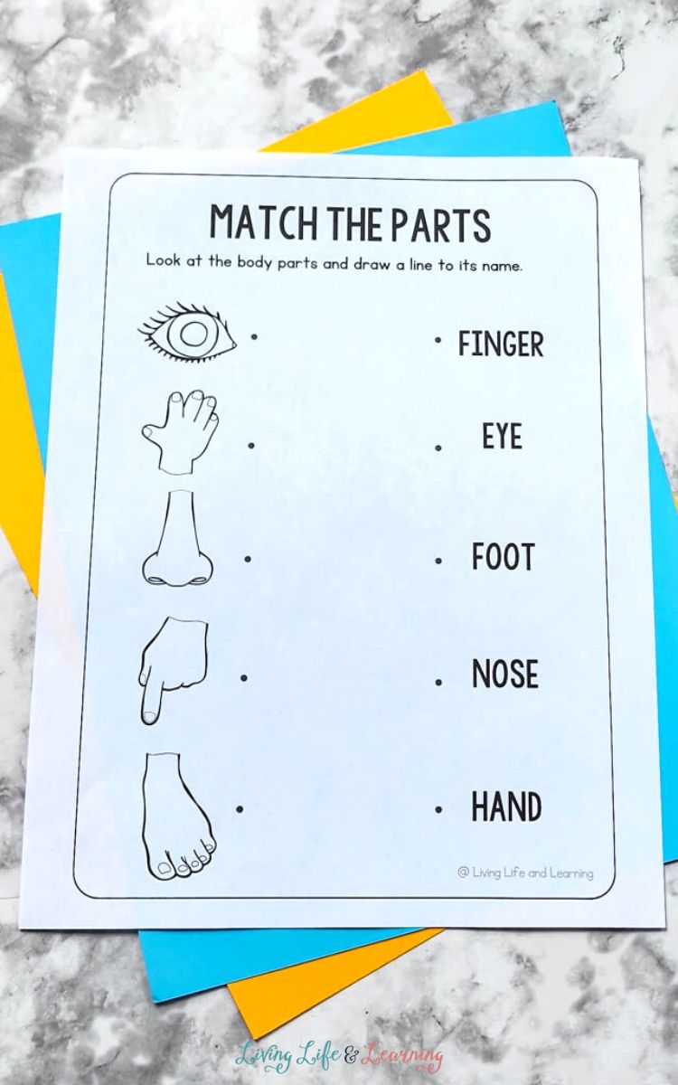 Body Parts Worksheet for Kindergarten on a table