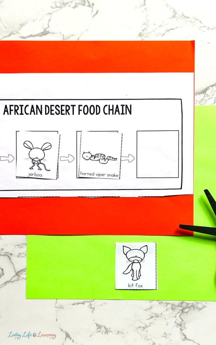 Desert Food Chain Printable