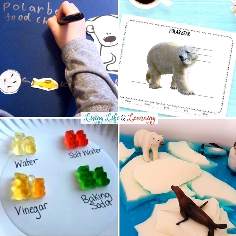 Polar Bear Science Activities